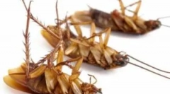 Disinsection profesjonalny z karaluchów